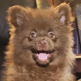 Pomeranians from Cauchy Pomeranians