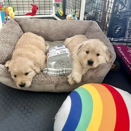Golden Retriever Puppies from Golden Hour Golden Retrievers