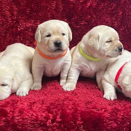 Yellow Male - Orange Collar - Yellow male Labrador Retriever puppy in Beaverdam, Virginia from Gold Heart Labradors