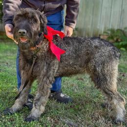 Circe - Pepper and salt female Giant Schnauzer puppy in Goodrich, Texas from Silver Creek Giant Schnauzers