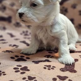 Maltese Puppies from Emotional Amor Support
