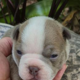 Ladybug - Lilac female Boston Terrier puppy in Griffin, Georgia from Celtic Performance Bostons