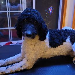 Emmett - Goldendoodle