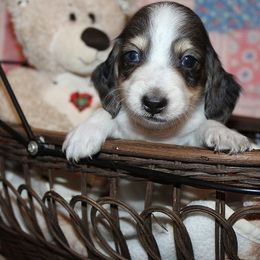 Boy 2 - Blue and tan male Dachshund puppy in Craig, Colorado from Rocky Mountain Shih Tzus and Dry Creek Miniature Dachshunds