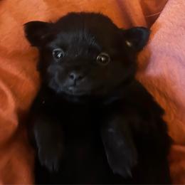 Romeo - Black male Chihuahua puppy in Bellmore, New York from Alyce’s Angels