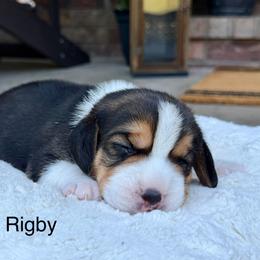Rigby - Black tan and white male Beagle puppy in Mansfield, Missouri from Rippee Creek Kennel