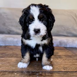 Bernedoodle puppies from Vidadoodle