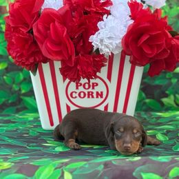 Theodore - Chocolate and tan male Dachshund puppy in Colbert, Oklahoma from Brooke Crenshaw
