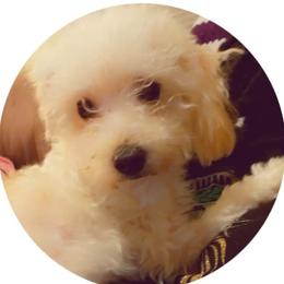 Cream - Poodle