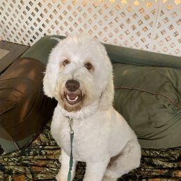 Abe - Labradoodle