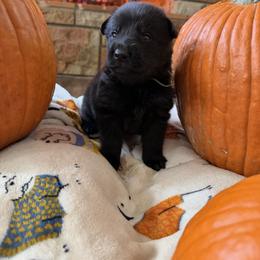 Green - Black male German Shepherd puppy in Cody, Wyoming from Faoladh German Shepherds