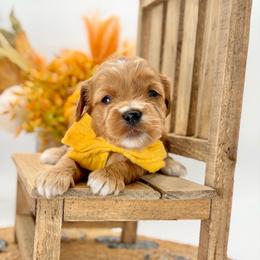 Willie - Red  male Goldendoodle puppy in Queen Creek, Arizona from Goldendoodle AZ