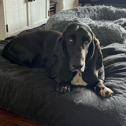 Rizzo - Basset Hound