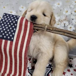 Australian Shepherds and Golden Retrievers from Dogs of Diamond B