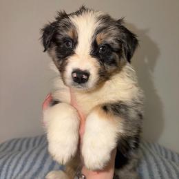 Marsh - Red merle male Australian Shepherd puppy in Anniston, Alabama from All Hale Aussies