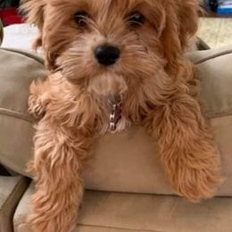 Cavapoo Puppies from Jessie's Puppies