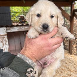 Male 4 - Light golden male Golden Retriever puppy in Rainier, Washington from Hanson’s NW Goldens & Doodles
