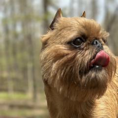 Brussels Griffons from Cinnabar Brussel's Griffons