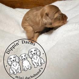 Jasper - Dapple male Dachshund puppy in Wytheville, Virginia from Dippin’ Dachs mini dachshunds