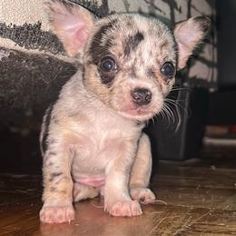 Willow - Merle female Chihuahua puppy in New Castle, Delaware from Sasha’s Elite Kennel LLC