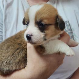 Black Thumb's Aces Over 8s - Red male Pembroke Welsh Corgi puppy in Easley, South Carolina from Rachael Singletary