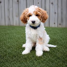 Patriot - Parti male Goldendoodle puppy in Boise, Idaho from Goldendoodle Baby