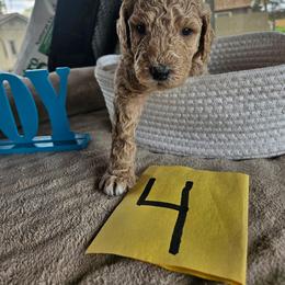 Boy 4 - Parti male Poodle puppy in Detroit, Michigan from Pretty Spoiled Spoos llc