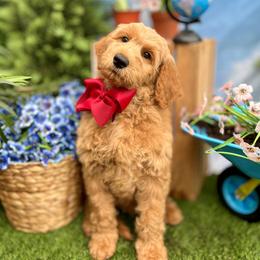 Wimberly's Maroon Boy - Apricot male Goldendoodle puppy in Kountze, Texas from Texas Doodles LLC