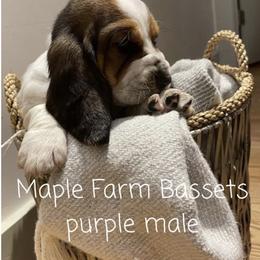 Basset Hound Puppies from Maple Farm Bassets