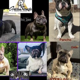 Lilo - French Bulldog