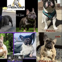 Lilo - French Bulldog