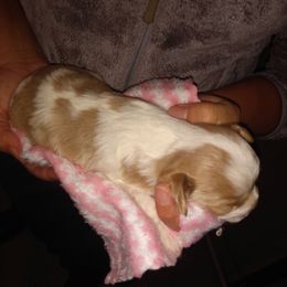 Luna - Tan and white female Cavachon puppy in Millersburg, Ohio from My Furry Friends