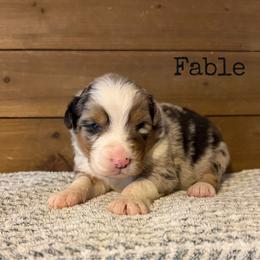 Fable - Blue merle male Australian Shepherd puppy in Kearney, Nebraska from Helix Aussies