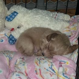 Hercules Full AKC - Piebald male Dachshund puppy in Erie, Michigan from Champagne’s Grinch Toe’d Dachshunds