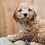 Bernedoodle and Double Doodle Puppies from Cloud Nine Doodles