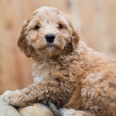 Bernedoodle and Double Doodle Puppies from Cloud Nine Doodles