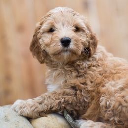 Bernedoodle and Double Doodle Puppies from Cloud Nine Doodles
