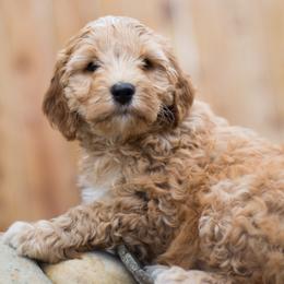 Bernedoodle and Double Doodle Puppies from Cloud Nine Doodles