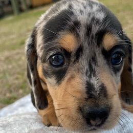 Dachshunds from Holy City Dachshunds