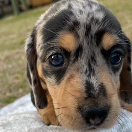 Dachshunds from Holy City Dachshunds