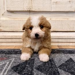 Red and White Bicolor - Red male Bernedoodle puppy in Brooksville, Florida from Kruger Doodles