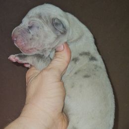 Blue Brindle Merle - Merle male Great Dane puppy in Biscoe, North Carolina from Clouser's Bodacious Danes
