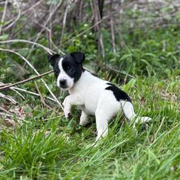 Lilly - Black and white female Chihuahua puppy in Berwick, Pennsylvania from Maras puppies