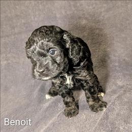 Benoit - Black and white male Cockapoo puppy in Sunset, Louisiana from Cano Cockapoos
