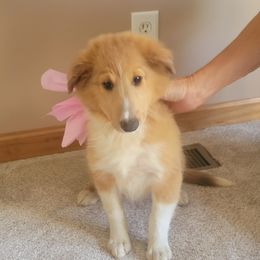 Shetland Sheepdog Puppies from Kountry Home Shelties