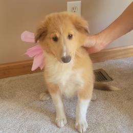 Shetland Sheepdog Puppies from Kountry Home Shelties