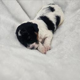 Oakland - Phantom male Poodle puppy in Puyallup, Washington from Pure Parti Poodles