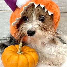 Biewer Terrier Puppies from Bouquet Biewers