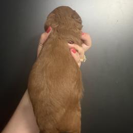 Female 4 - Red  female Poodle puppy in Southwest Ranches, Florida from Herringbone ‘s Poodles