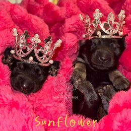 SunFlower - Black and cream female Dachshund puppy in Hornbeck, Louisiana from A&Z Mini Dachshunds